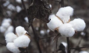 Cotton crisis