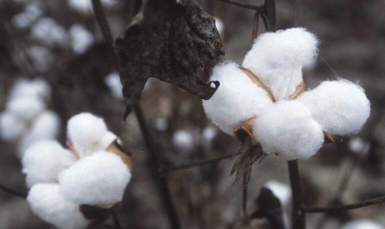 Cotton crisis