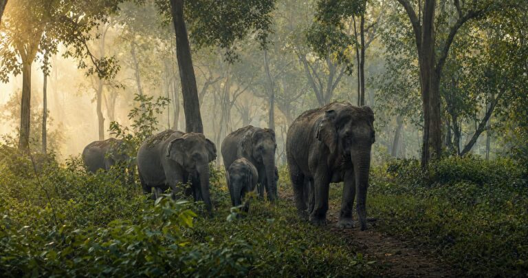 elephant census saiee 2025