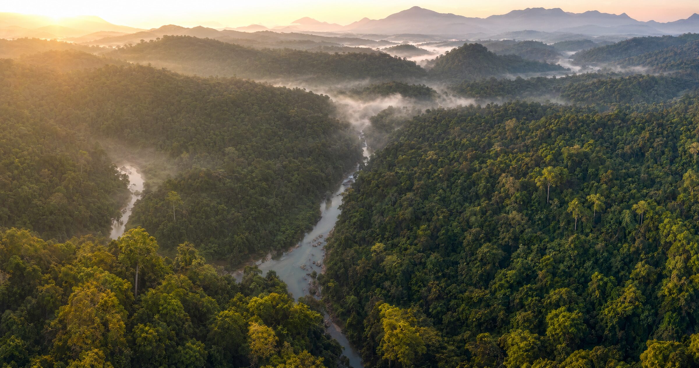 global forest resources assessment india 2025