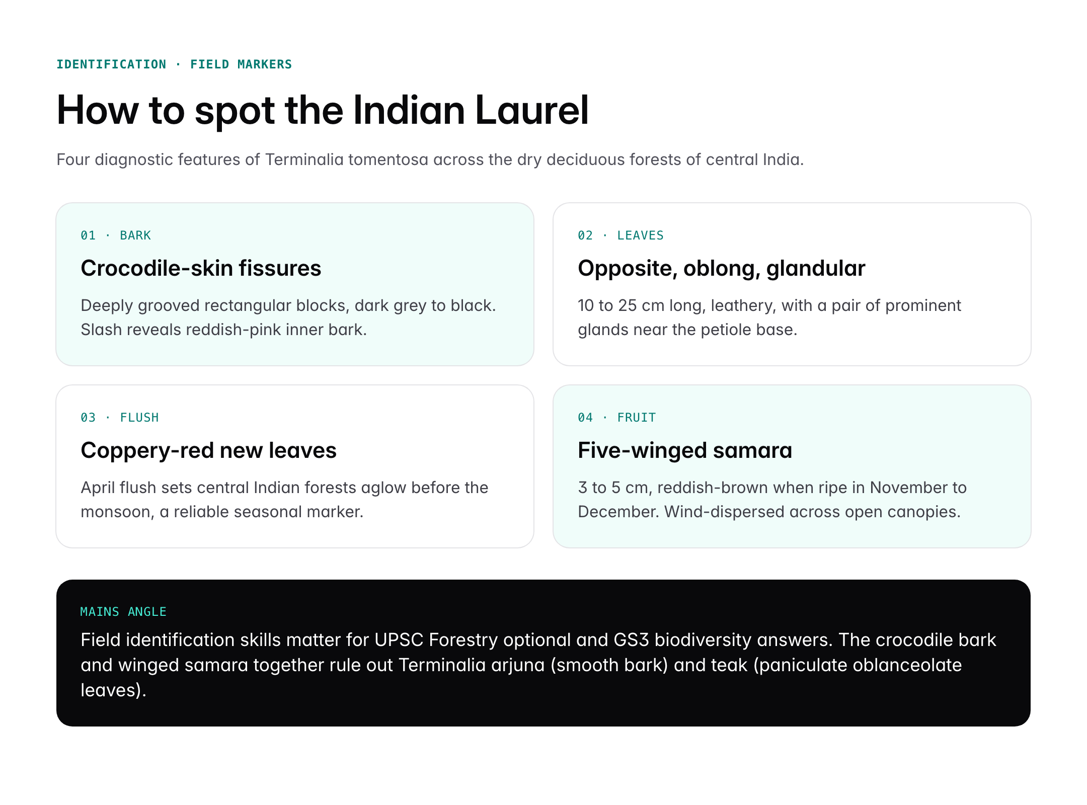Indian Laurel Tree (Terminalia tomentosa): Features, Uses and Distribution