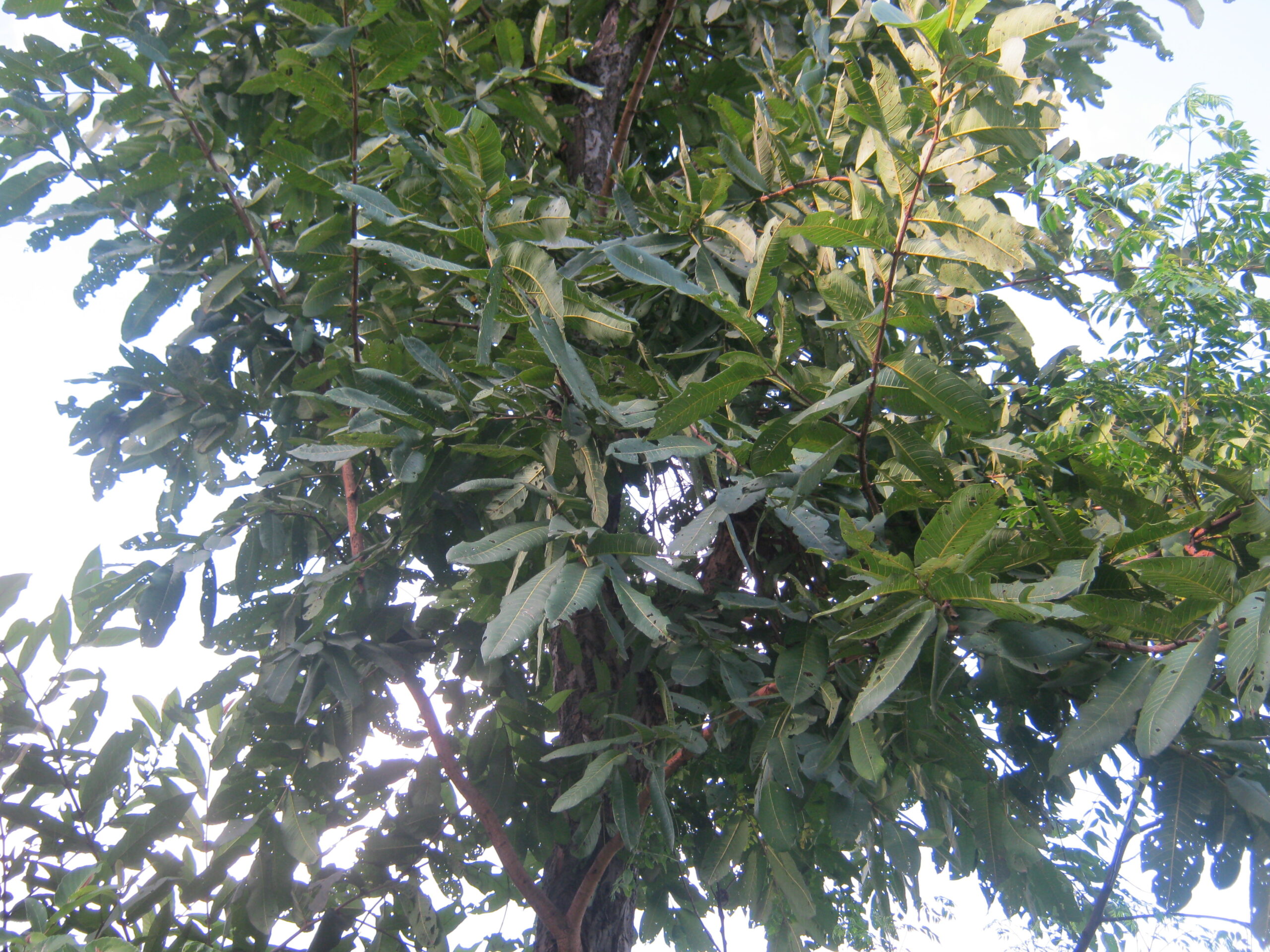 Indian Laurel Tree (Terminalia tomentosa): Features, Uses and Distribution