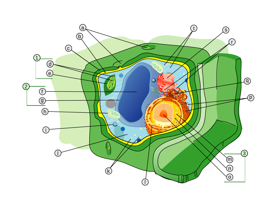 Cell Wall: Structure, Composition and Functions in Plants, Bacteria and Fungi