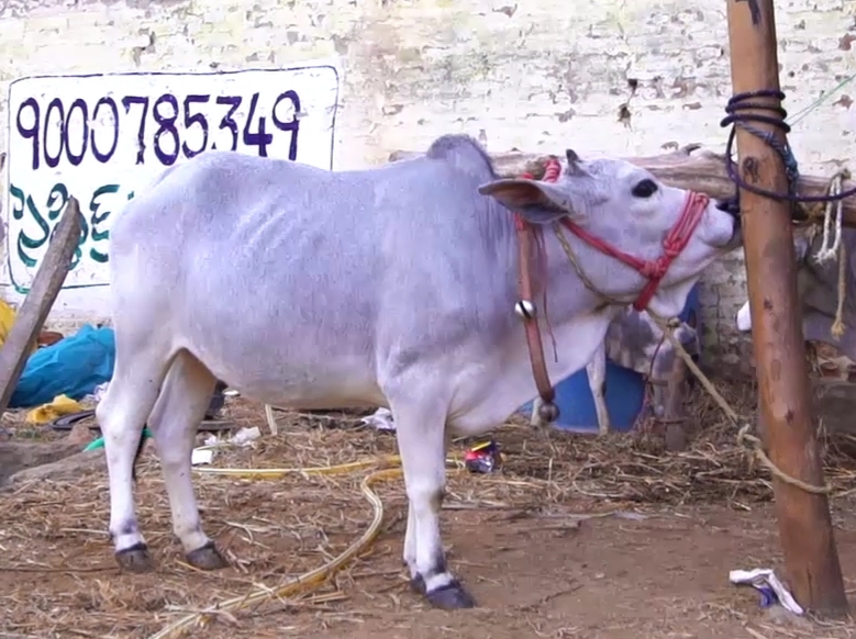 Punganur Cow: Characteristics, Conservation and Indigenous Cattle Breeds