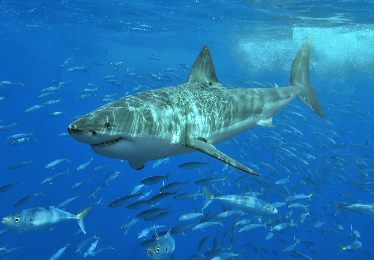 Great White Shark: Habitat, Behaviour, Conservation Status and IUCN Listing