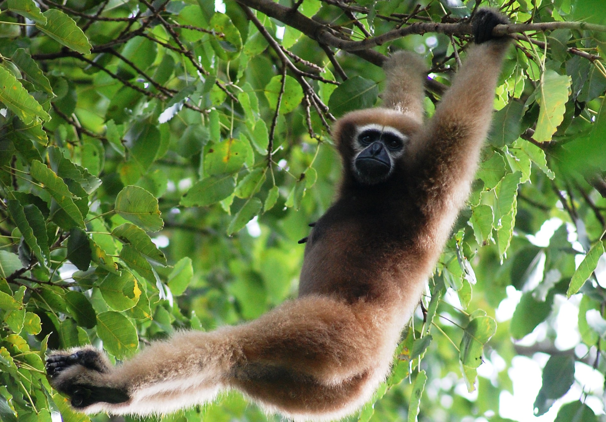 Hoolock Gibbon: India's Only Ape, Habitat and Conservation Status