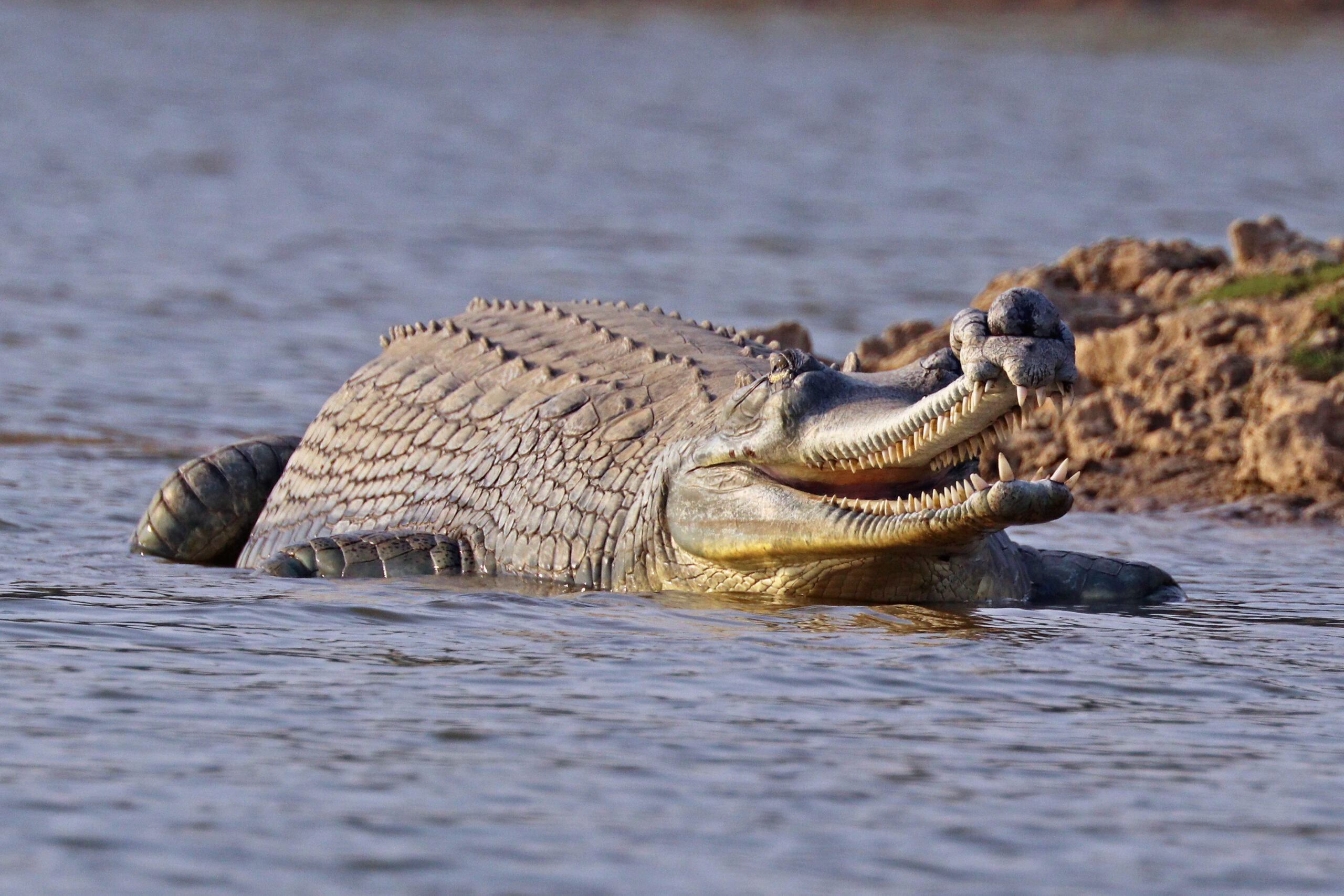 Gharial (Ghadiyal): Habitat, Conservation Status and Breeding Programme