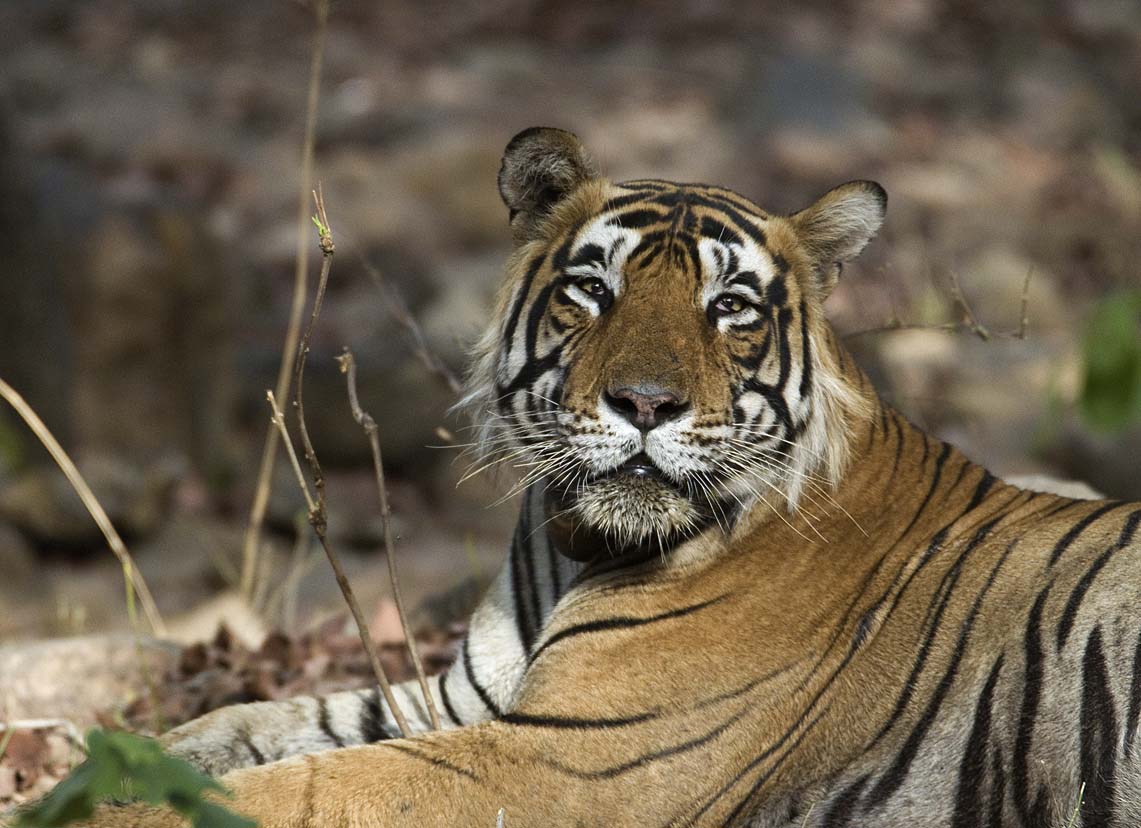International Tiger Day and Leopard Day: Date, Theme and Conservation in India