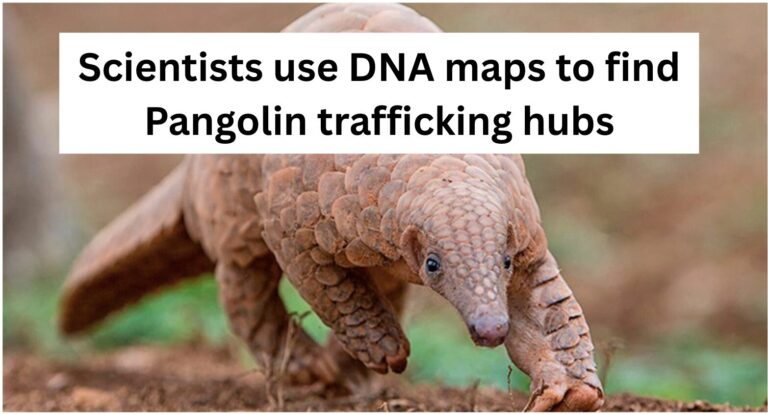 Scientists use DNA maps to find Pangolin trafficking hubs