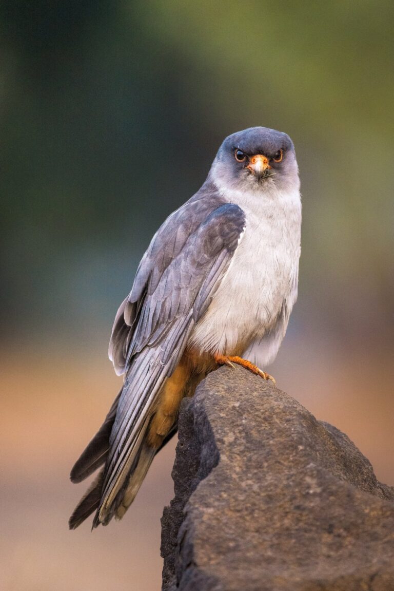 Amur falcon — illustrative image for Amur Falcons at Doyang Lake, Nagaland: From Hunting to Conservation