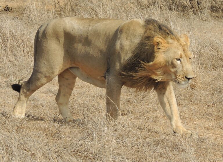 Asiatic Lion Range and Gir National Park Location