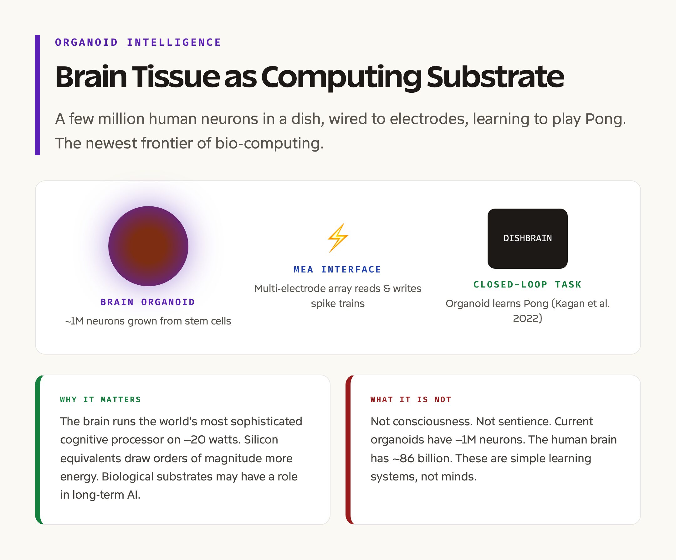 Organoid Intelligence: Brain Tissue as Computing Substrate