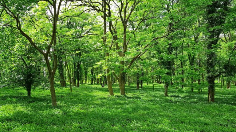 Biodiversity Act 2002: NBA, SBB, BMCs, Access Benefit Sharing and 2023 Amendment