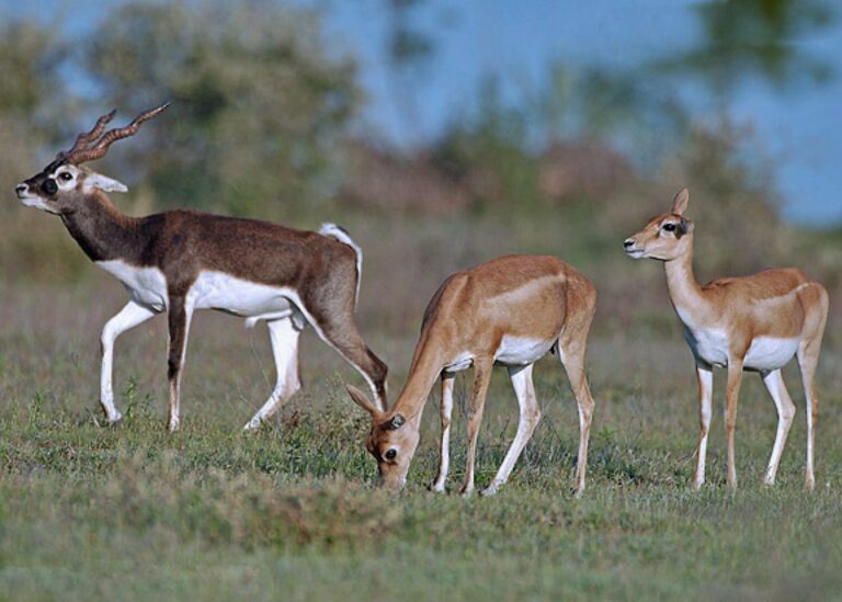 Blackbuck Distribution Map Across Indian States