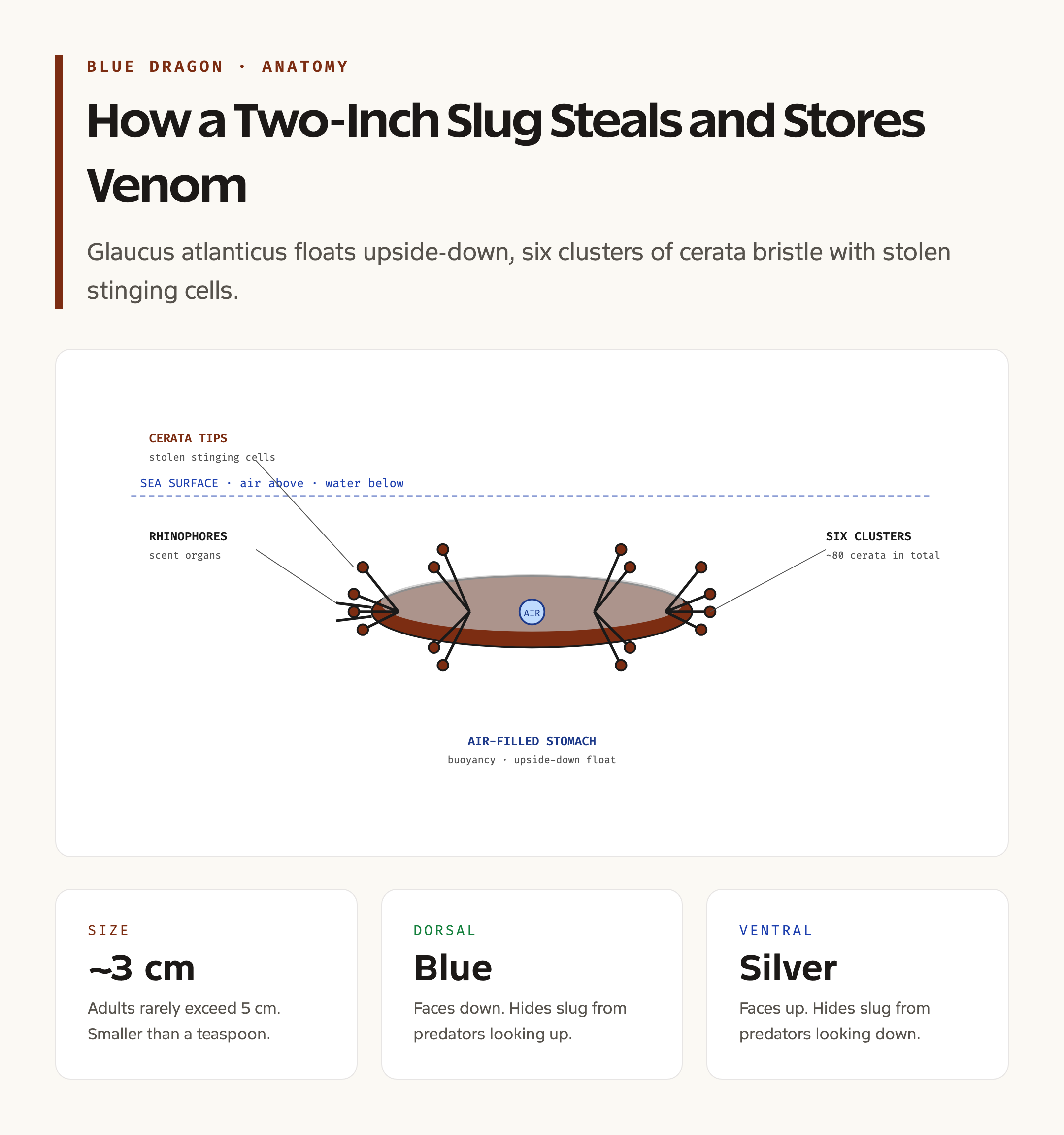 Blue Dragon Anatomy: How a Two-Inch Slug Steals and Stores Venom