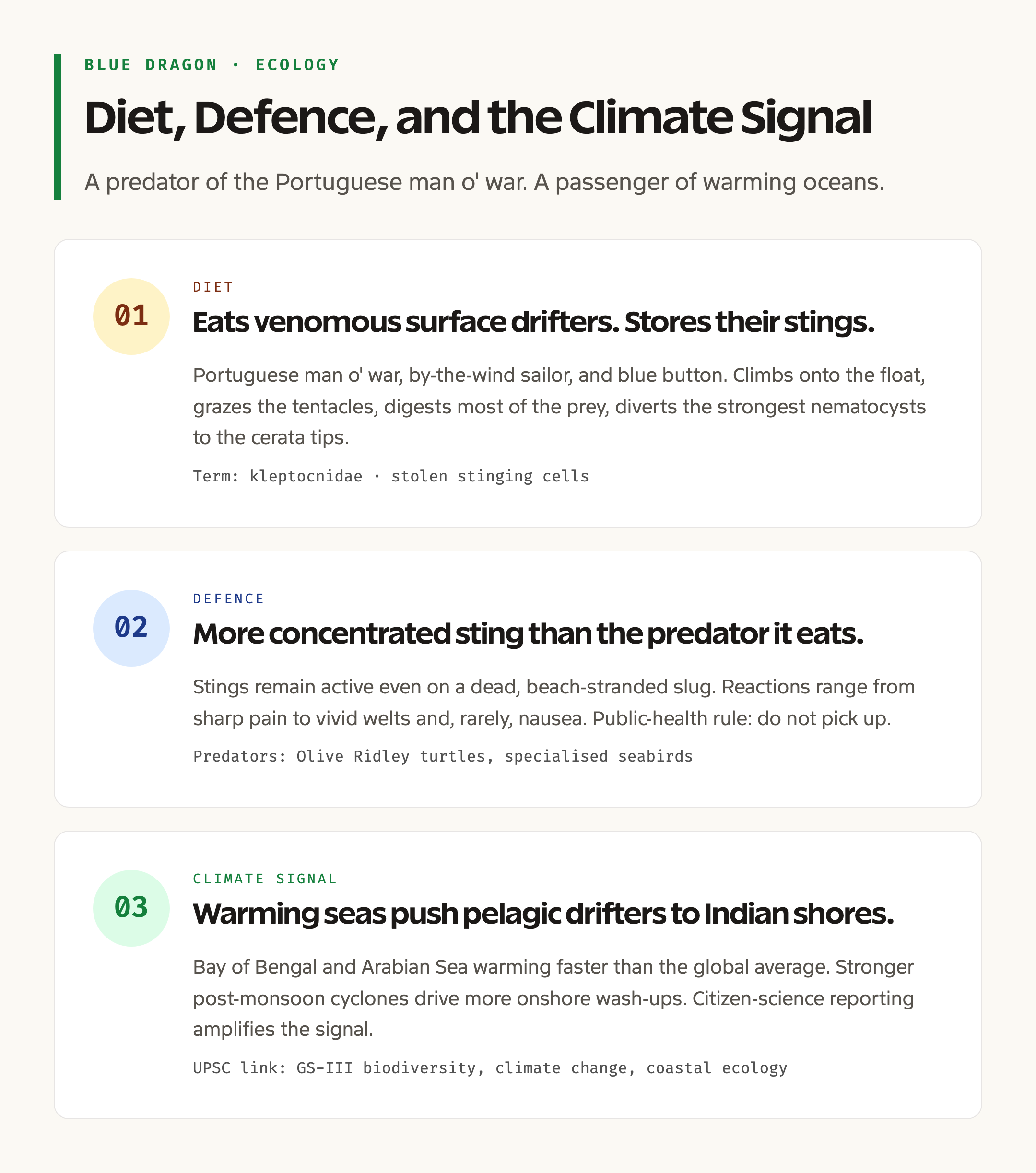 Blue Dragon Ecology Card: Diet, Defence, and Climate Signal