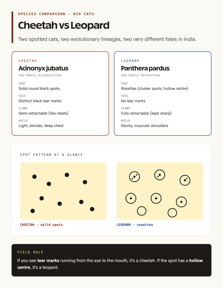 Cheetah vs leopard anatomy comparison