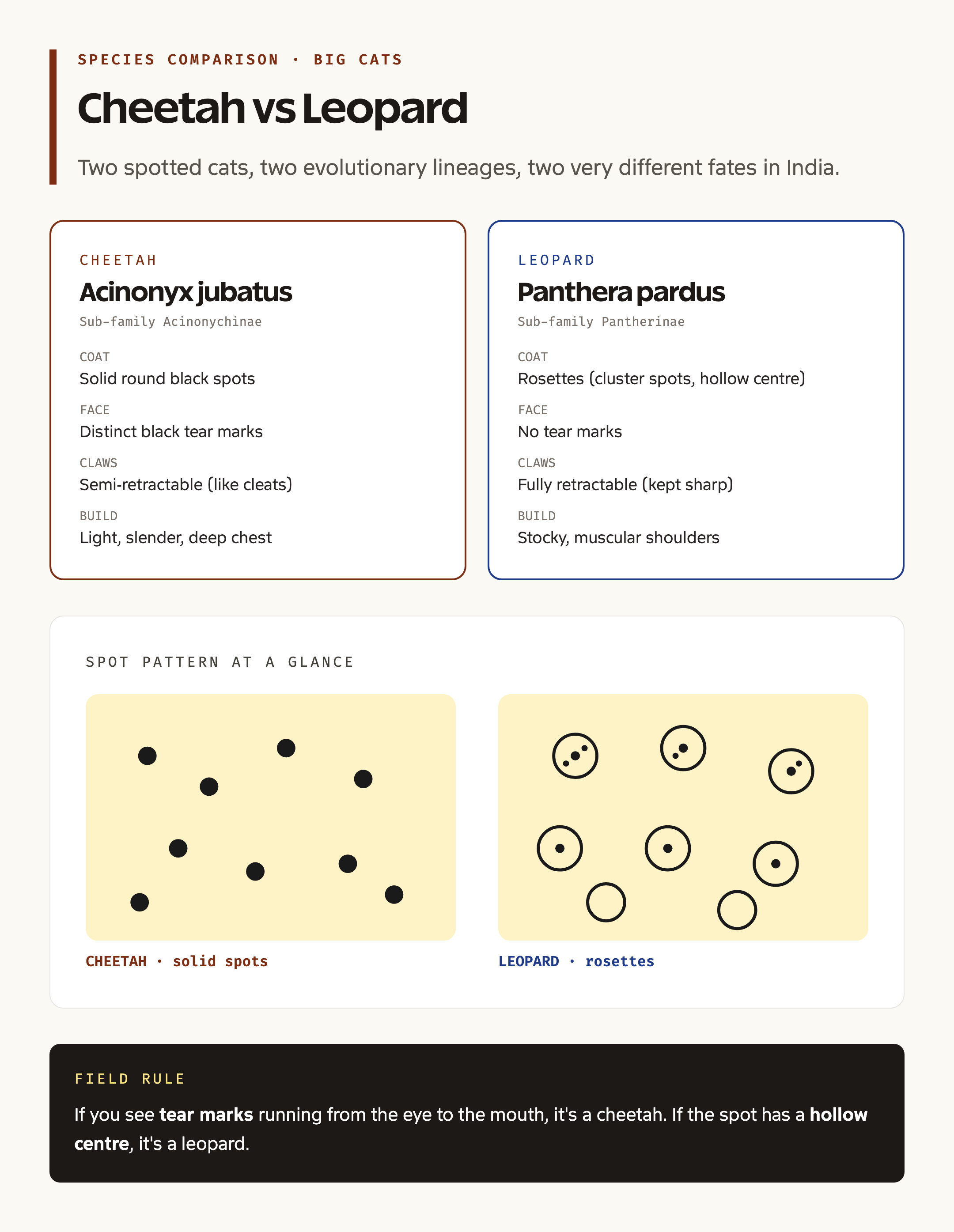 Cheetah vs leopard anatomy comparison