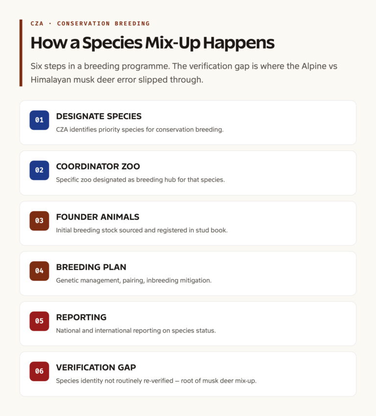 CZA conservation breeding process flow with mix-up point