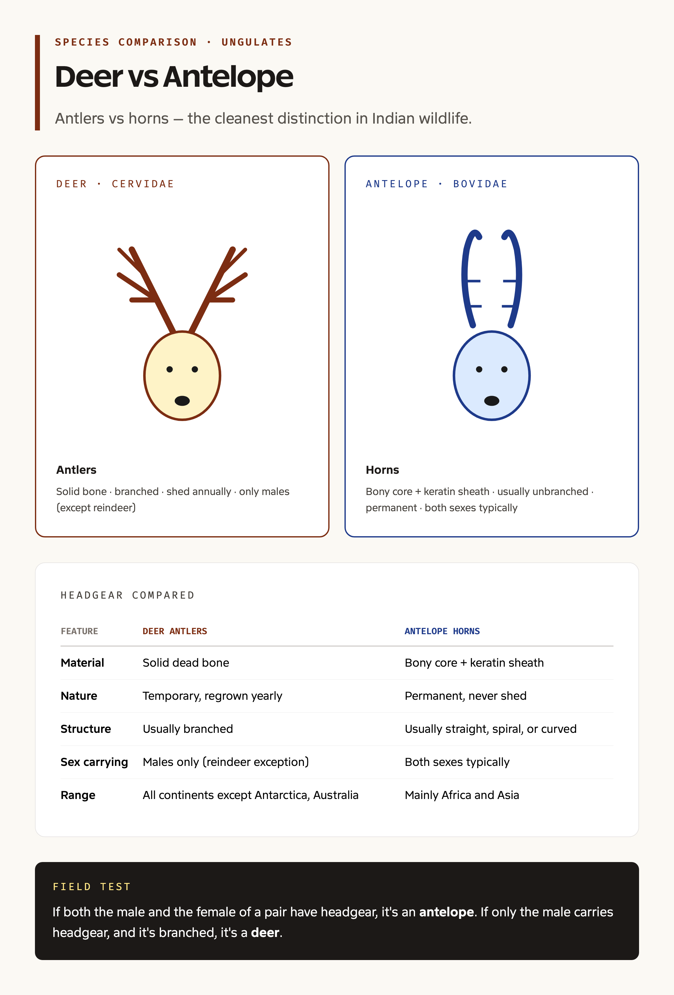 Deer vs antelope anatomy and headgear comparison