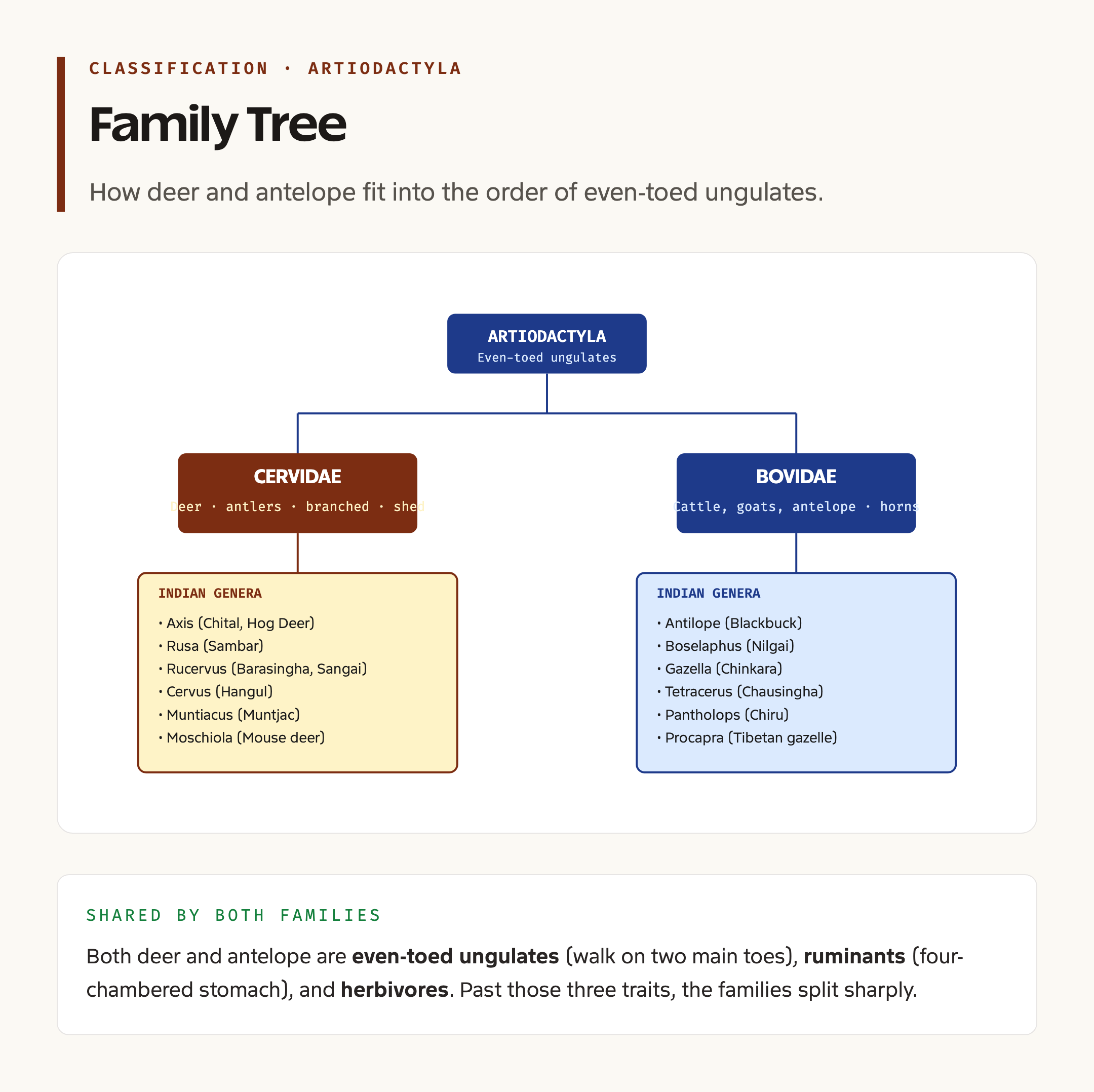 Deer and antelope family classification diagram