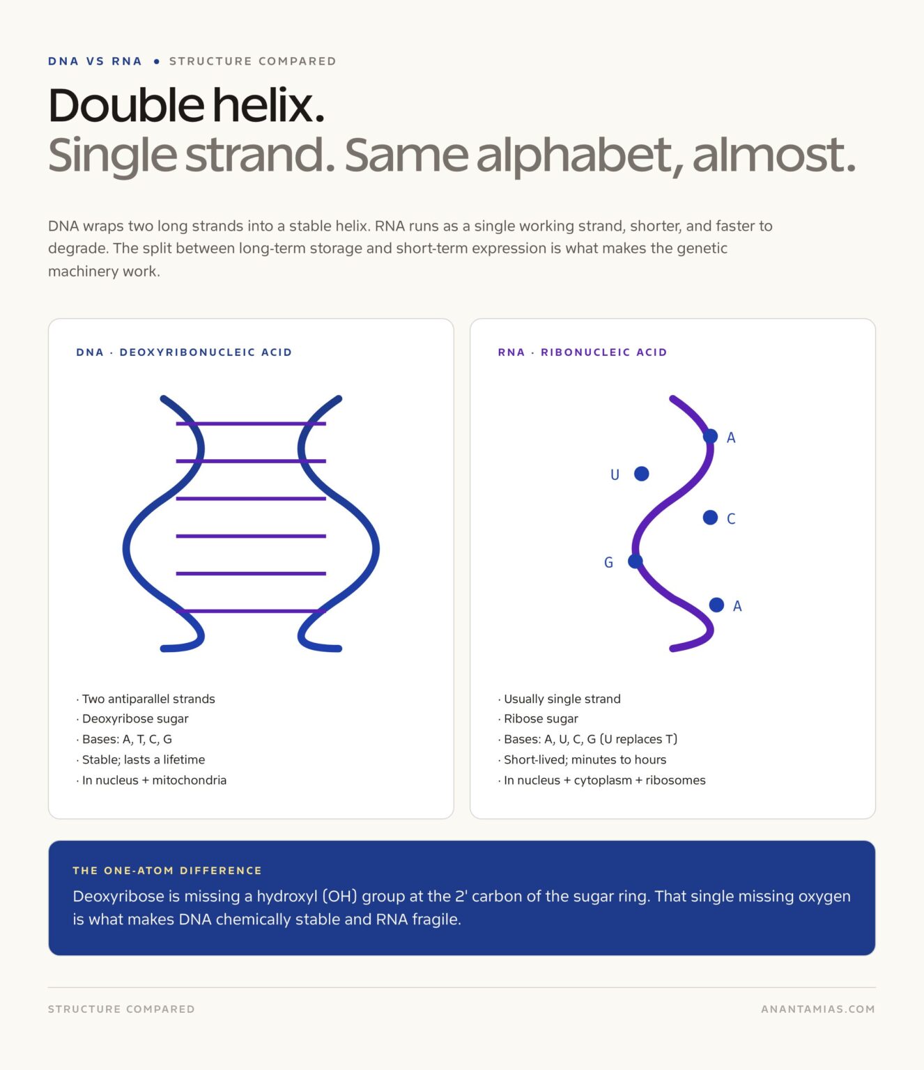 DNA vs RNA: Difference in Structure, Function, and Bases