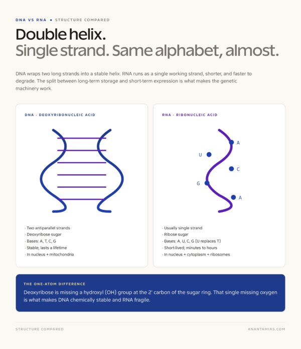 DNA vs RNA: Difference in Structure, Function, and Bases