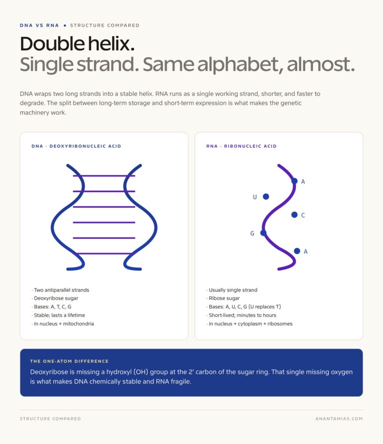 DNA double helix and RNA single strand side by side