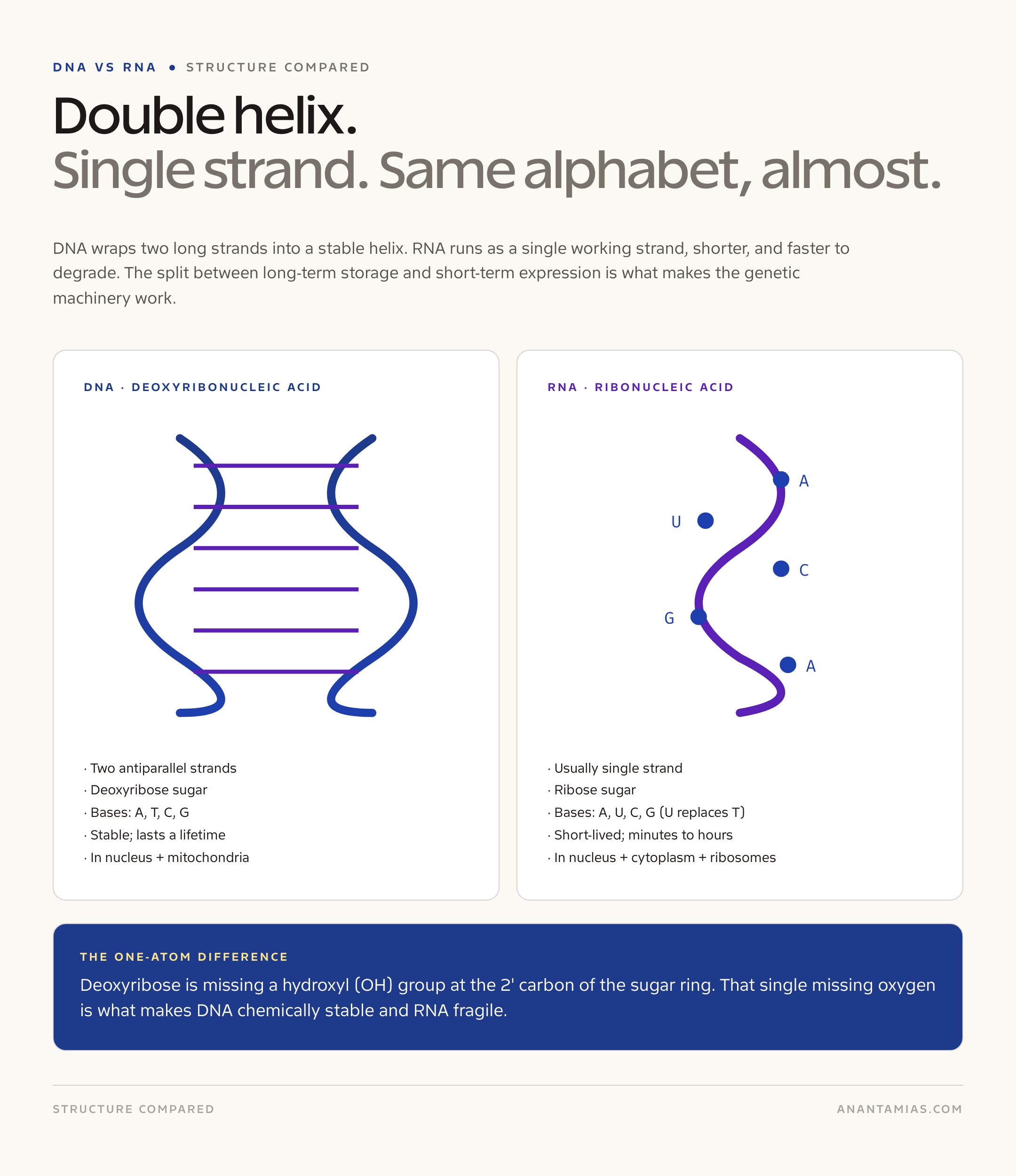 DNA double helix and RNA single strand side by side