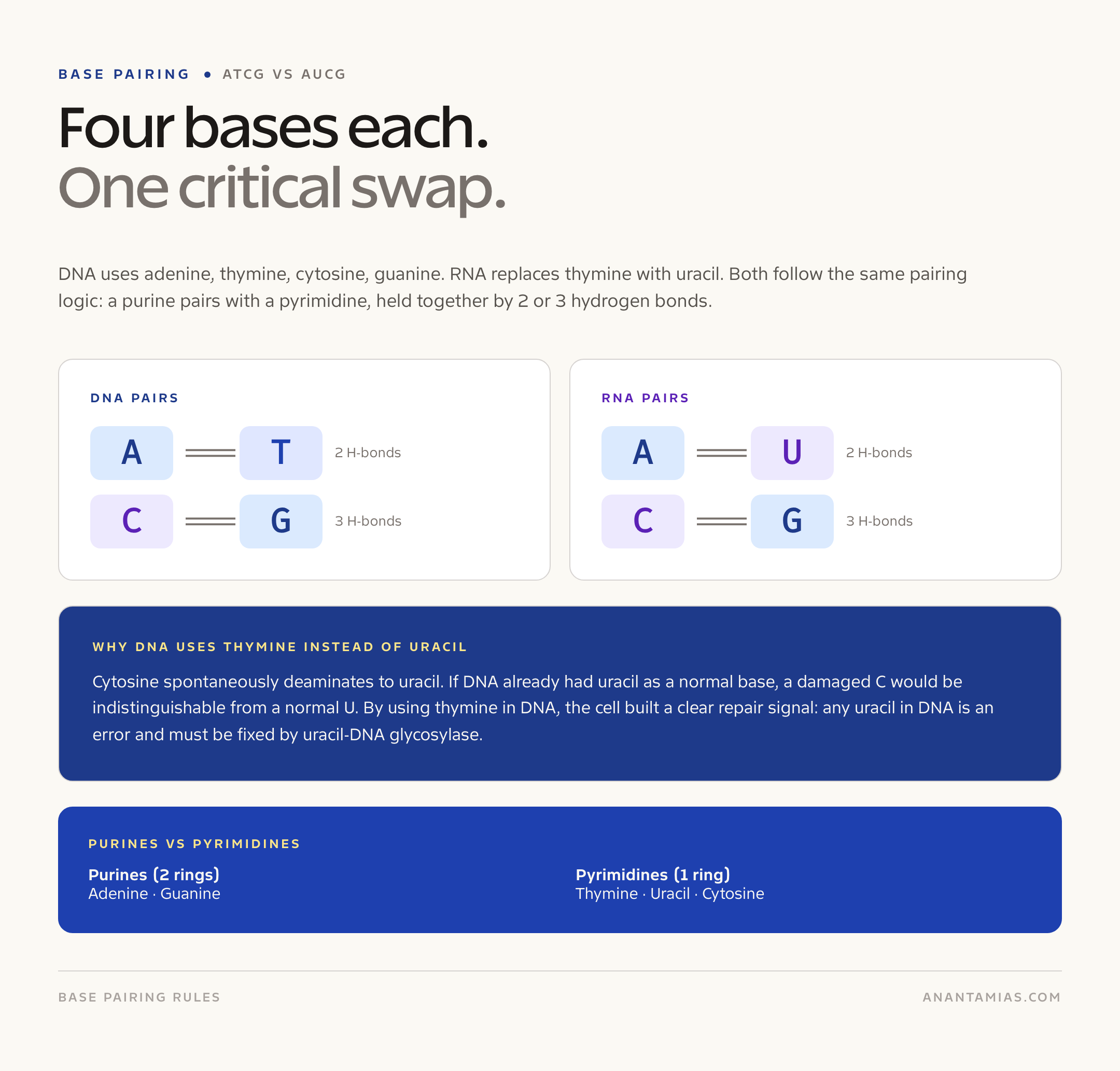 DNA vs RNA base pairing comparison