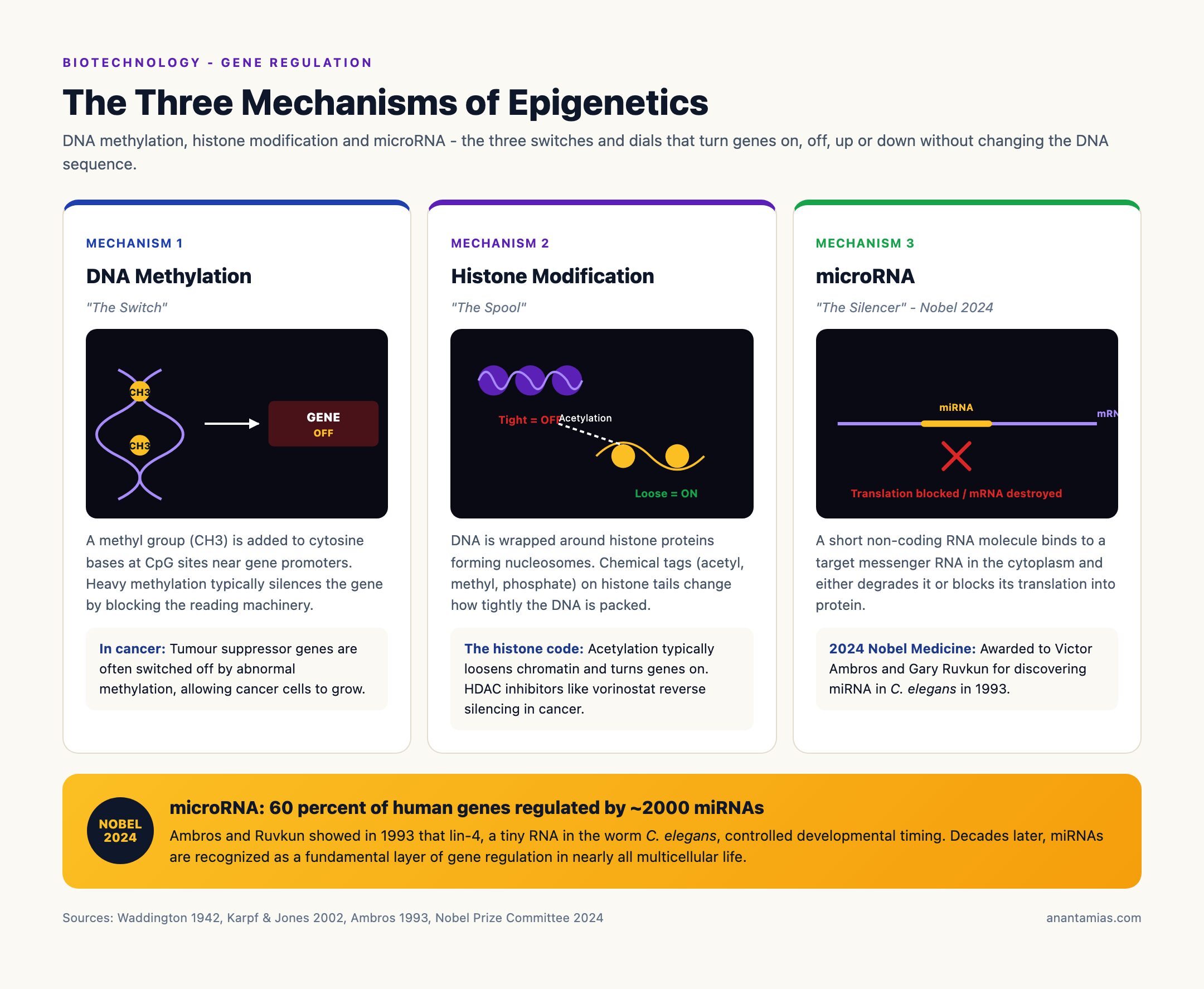 Three Mechanisms of Epigenetics: Methylation, Histones, microRNA