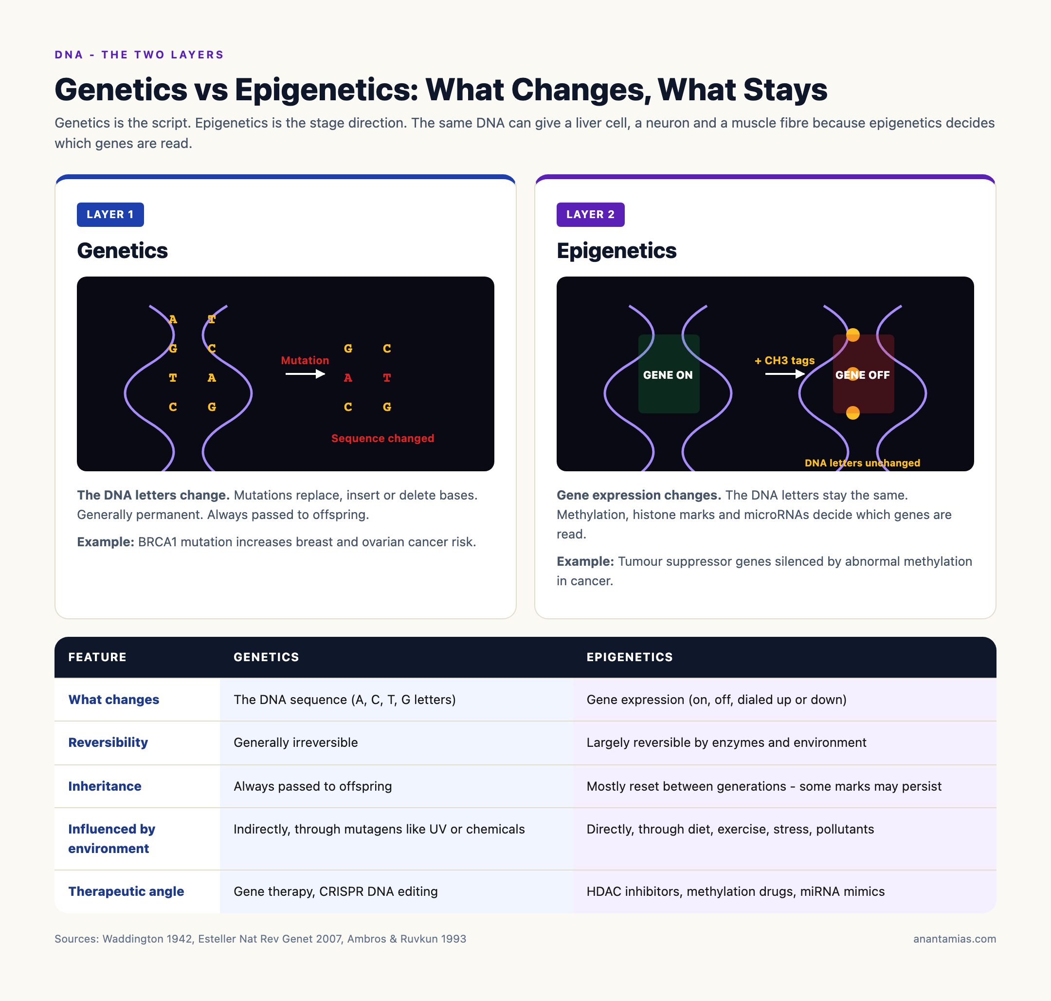 Genetics vs Epigenetics: What Changes and What Stays