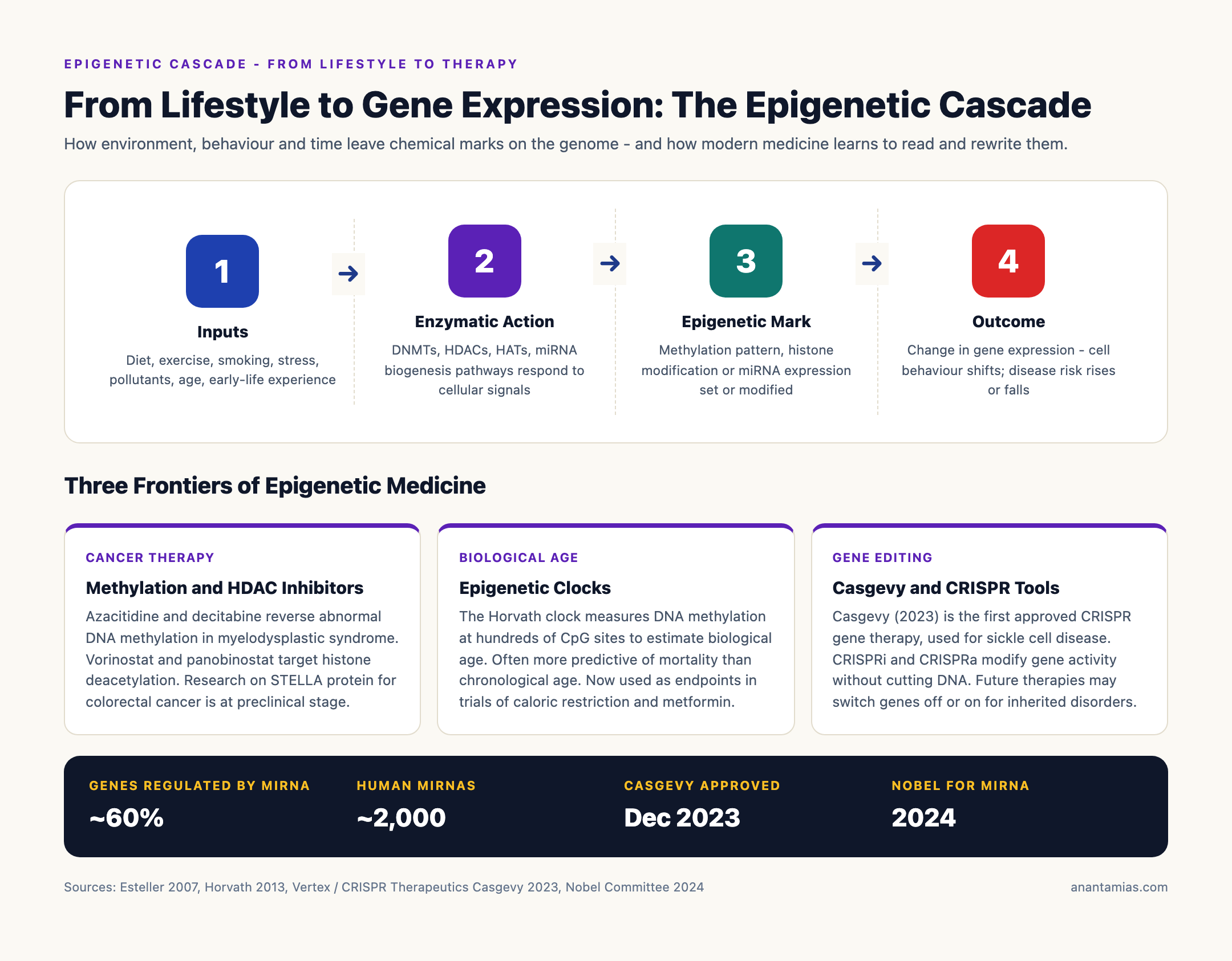 From Lifestyle to Gene Expression: The Epigenetic Cascade