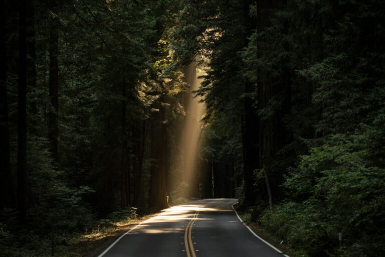 Forest path with sunbeams — UPSC Mains essay topic There is no path to happiness; happiness is the path