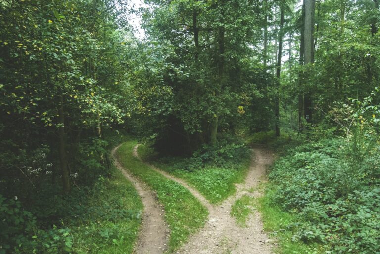 Forest path forking at dusk — UPSC Mains essay topic Just Because You Have a Choice, It Does Not Mean Any of Them Has to Be Right