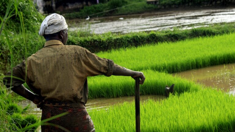 Indian farmer working in a paddy field — UPSC Mains essay topic Farming has lost the ability to be a source of subsistence for the majority of farmers in India