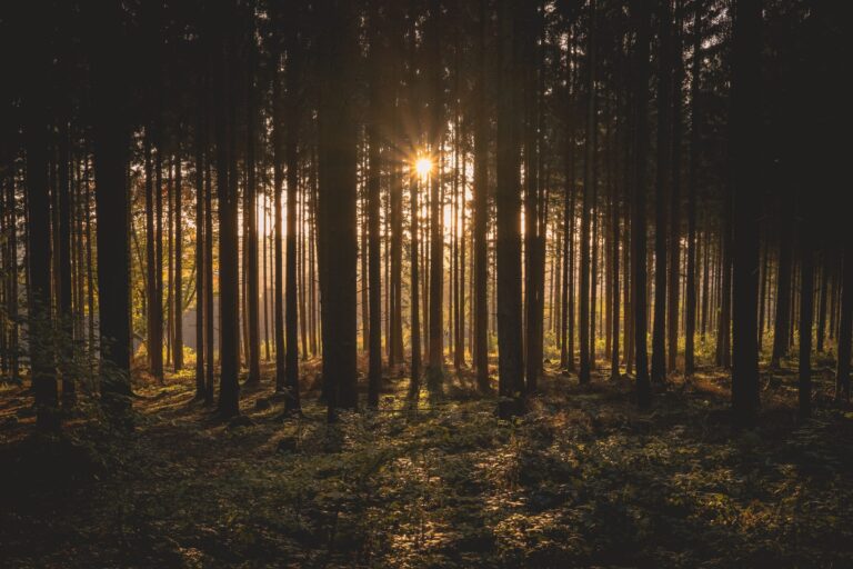 Sunlight through ancient forest canopy — UPSC Mains essay topic Forests are the best case studies for economic excellence