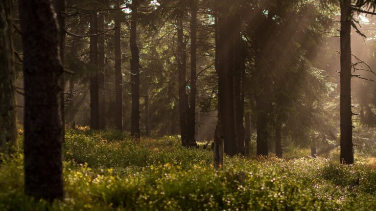 Sunlit ancient forest path — visual metaphor for UPSC Mains essay topic Forests Precede Civilizations and Deserts Follow Them, 2024 Section A.
