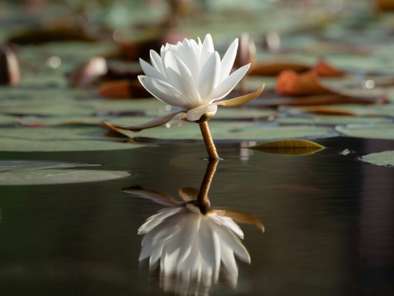 Still pond reflecting a water lily — UPSC Mains essay topic Muddy Water Is Best Cleared by Leaving It Alone