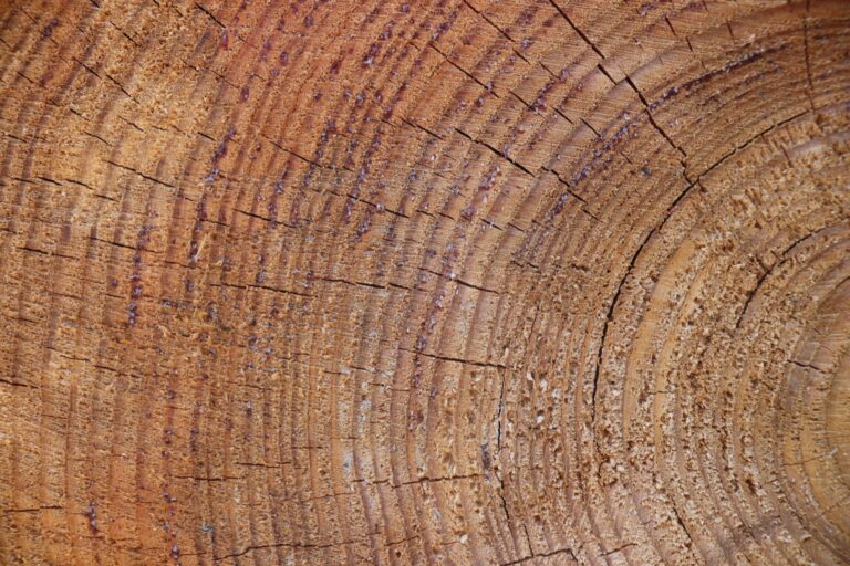 UPSC Mains essay topic The years teach much which the days never know — cross-section of tree rings.