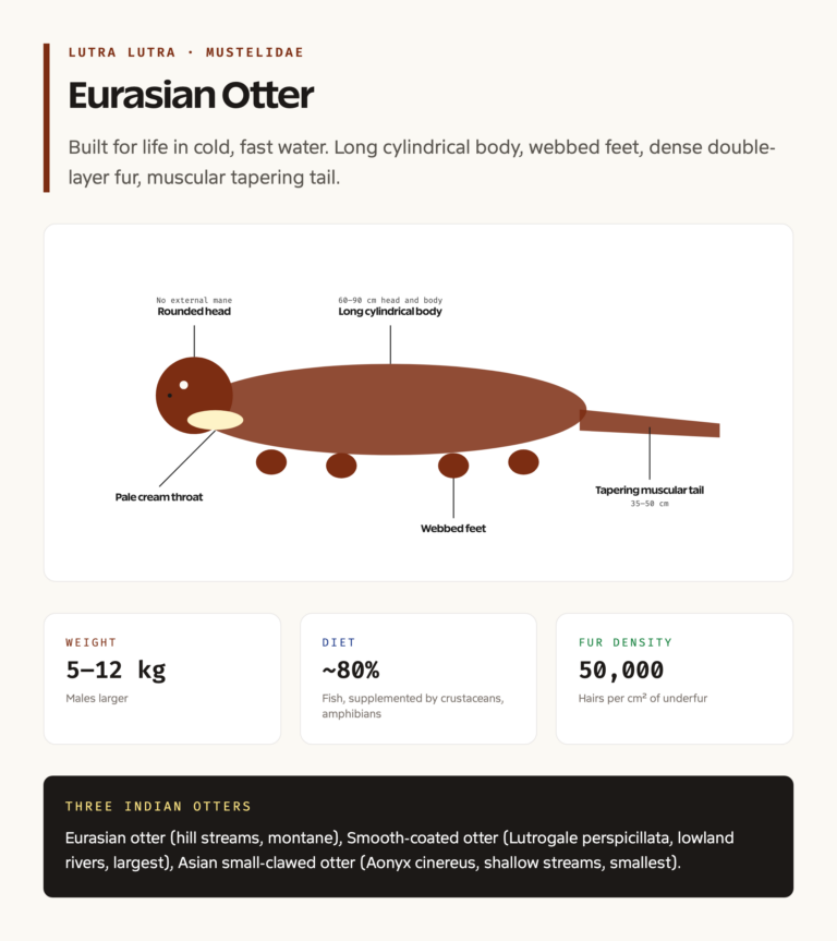 Eurasian otter anatomy and key identification features