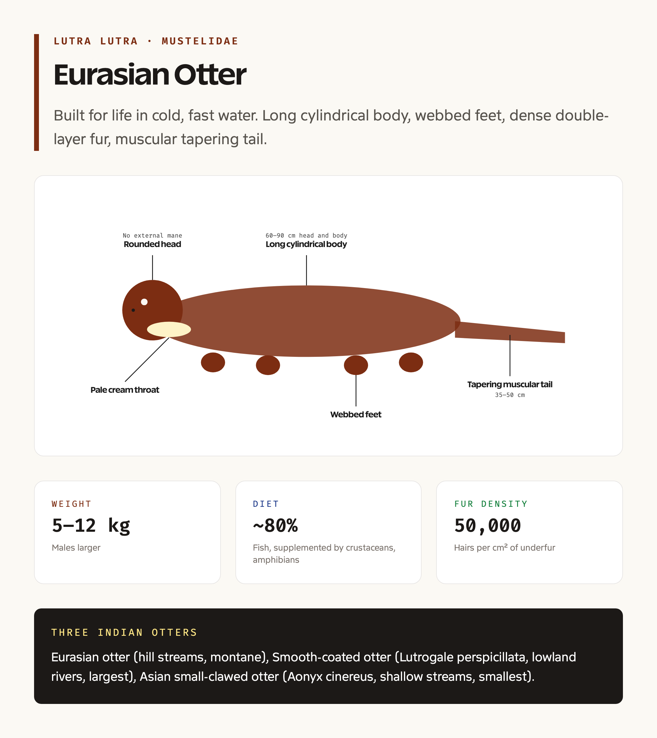 Eurasian otter anatomy and key identification features