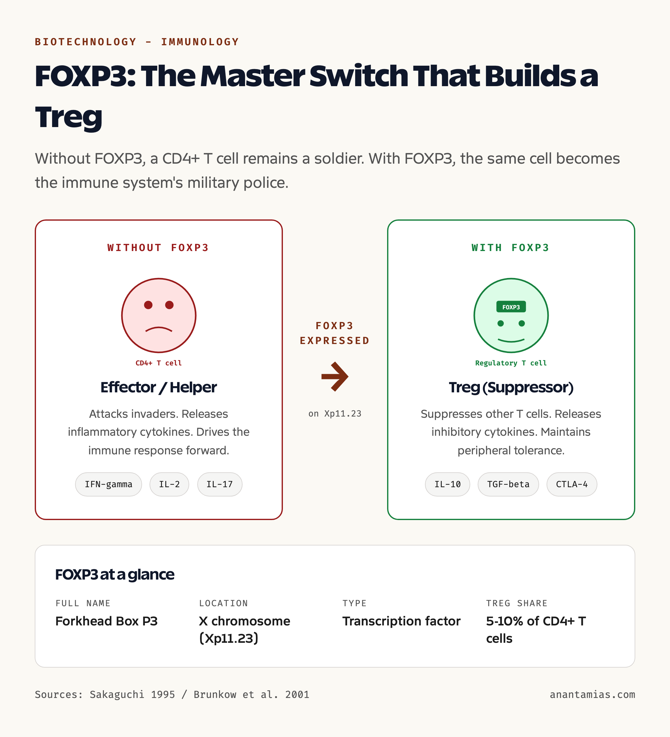 FOXP3 turns a conventional T cell into a regulatory T cell: the master switch