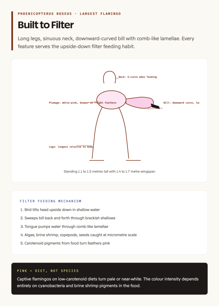 Greater flamingo anatomy and filter feeding mechanism