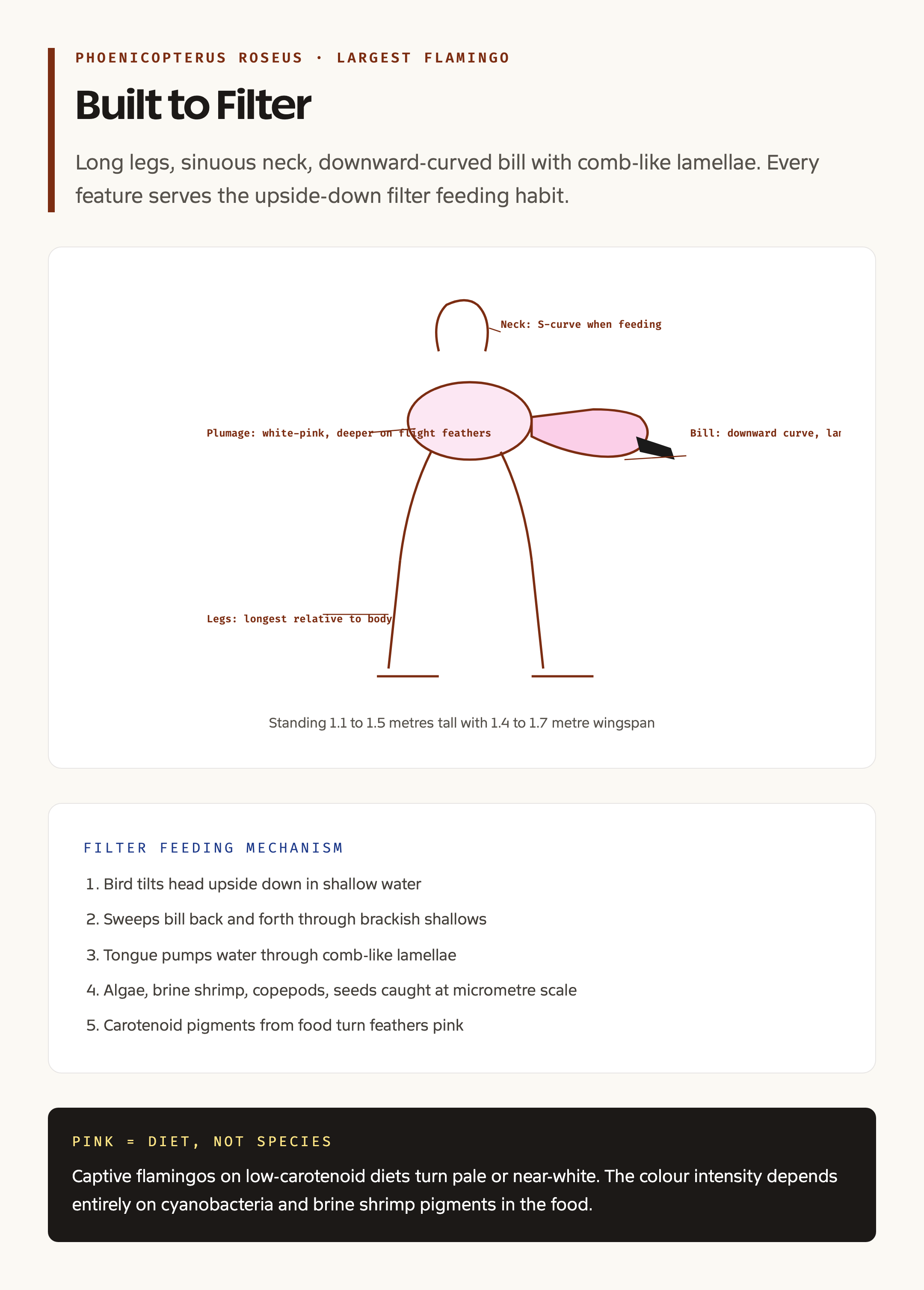 Greater flamingo anatomy and filter feeding mechanism