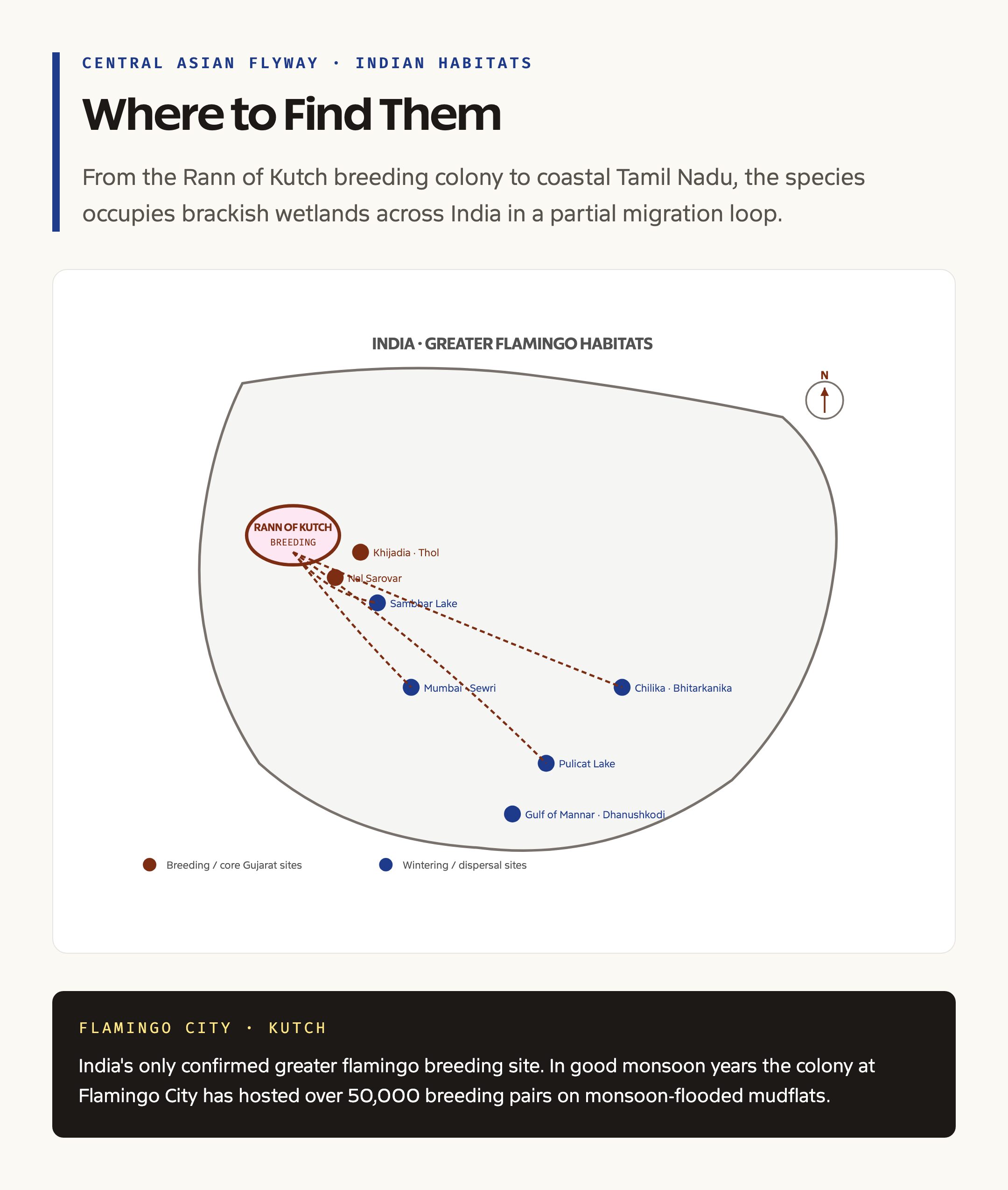 India migratory routes and key flamingo sites map