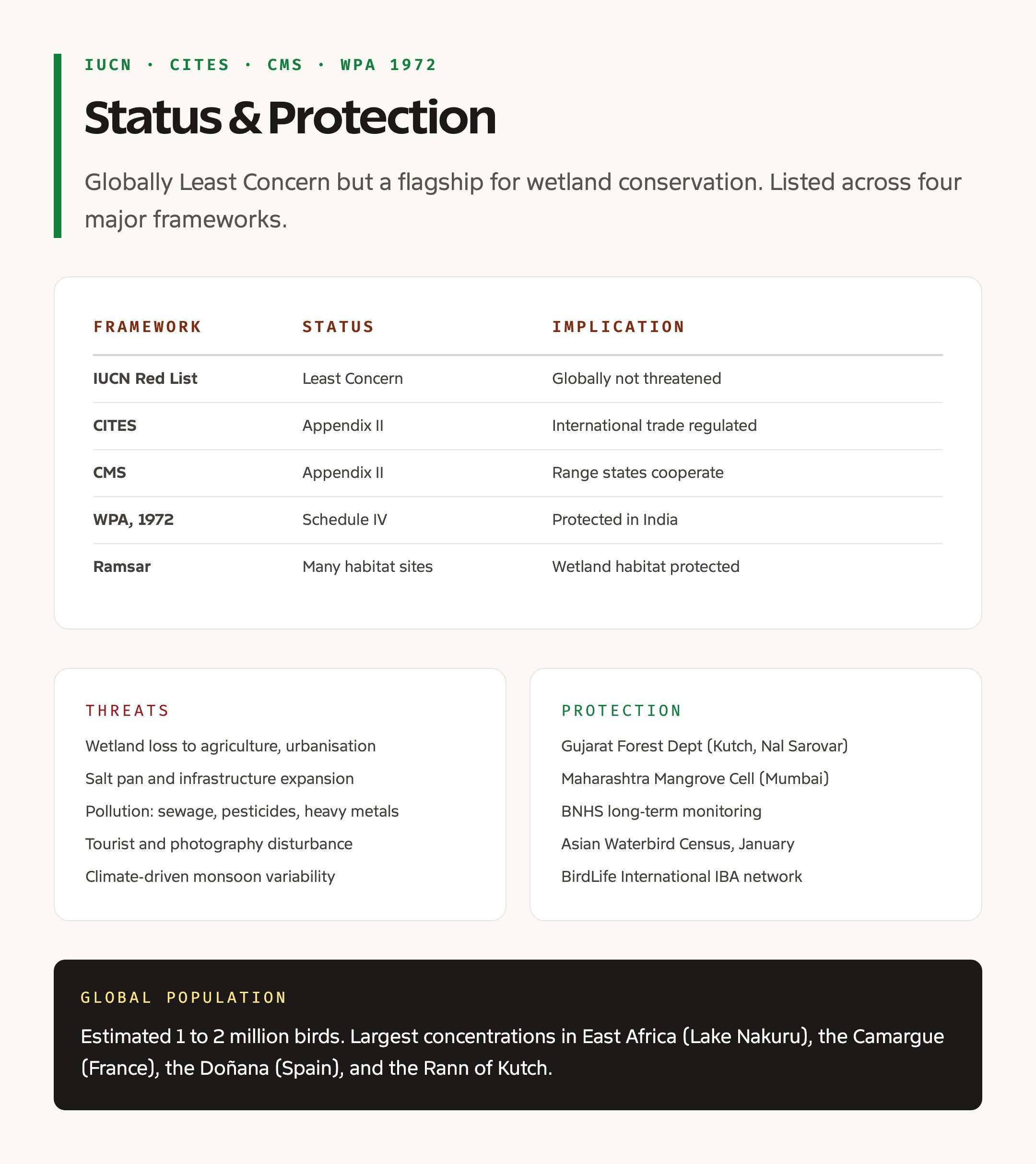 Greater flamingo IUCN status and protection card