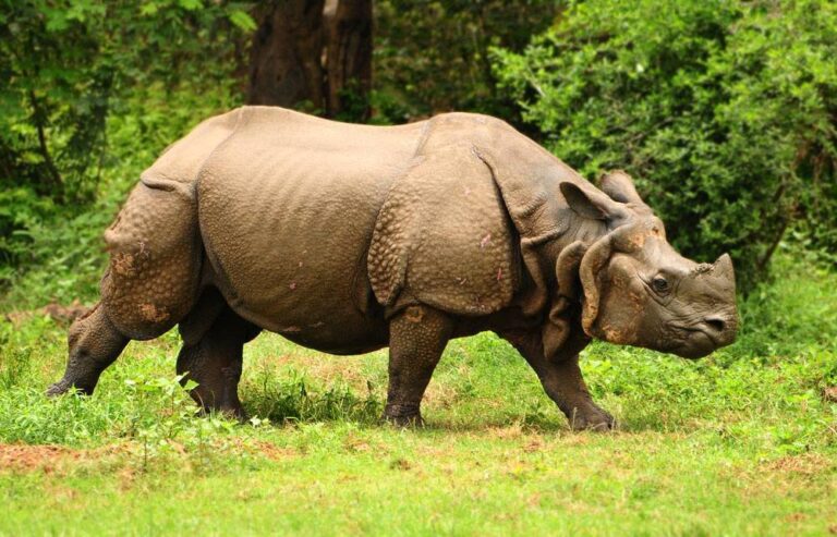 Indian greater one-horned rhinoceros in Kaziranga National Park grassland habitat
