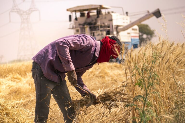 Green Revolution in India: HYV Seeds, Borlaug, Swaminathan, and the Wheat-Rice Transformation