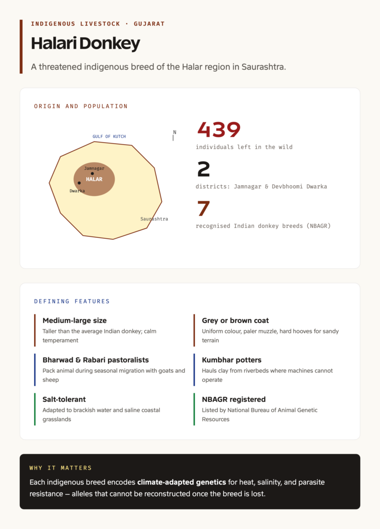 Halari donkey origin and population snapshot